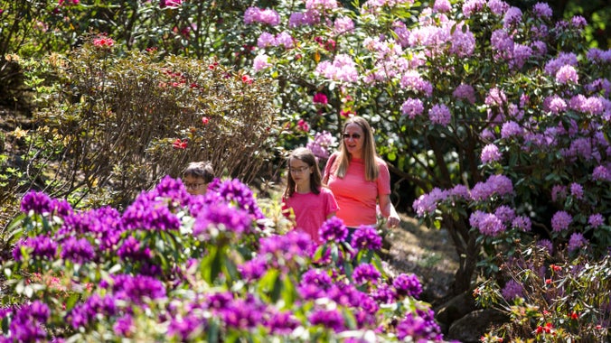 A family of three walking along a path in the Rock Garden. It's rhododendron season and the family are surrounded by pink and purple flowers.